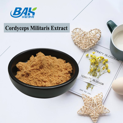 80 tot 120 Mesh Cordyceps Militaris Extract Powder Factory Supply