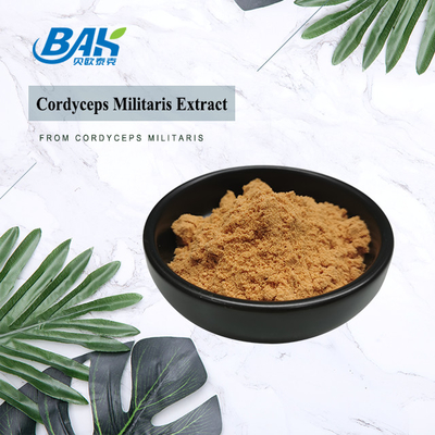 80 tot 120 Mesh Cordyceps Militaris Extract Powder Factory Supply