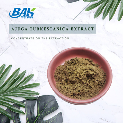 BAK Bodybuilding Ajuga Turkestanica-extract 2% Turkesteronpoeder